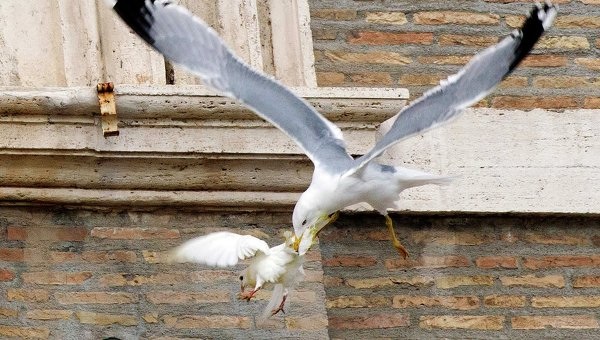 Чайка и ворон напали на голубей мира, выпущенных папой Франциском