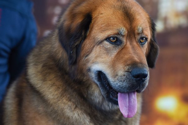 В Баку похищают породистых собак