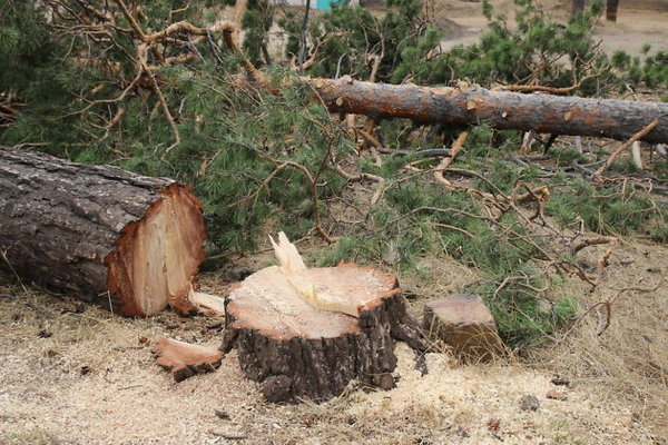 Возбуждено уголовное дело в связи с незаконной вырубкой 75 деревьев в Лерике