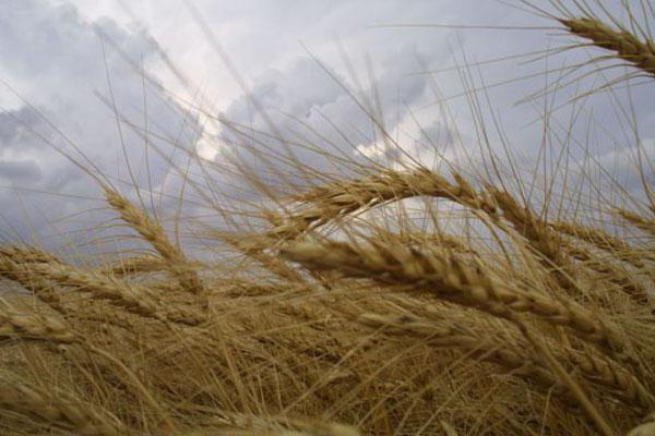 Азербайджан закупил у Казахстана пшеницу на 37 млн долларов