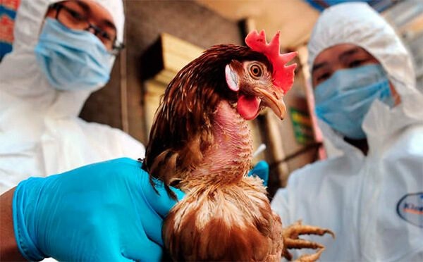 АПБА: Из-за "птичьего гриппа" наложен запрет на ввоз продукции из 12 стран