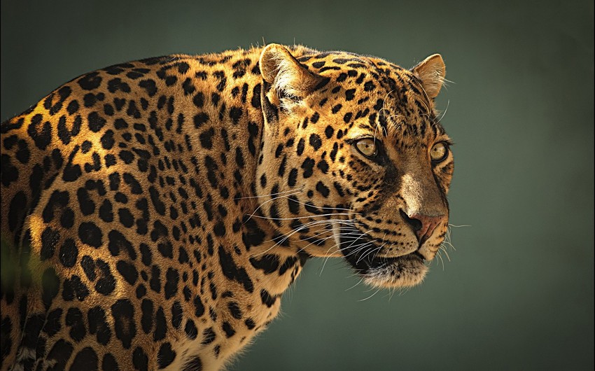 Названы территории в Азербайджане, где наиболее часто встречаются леопарды